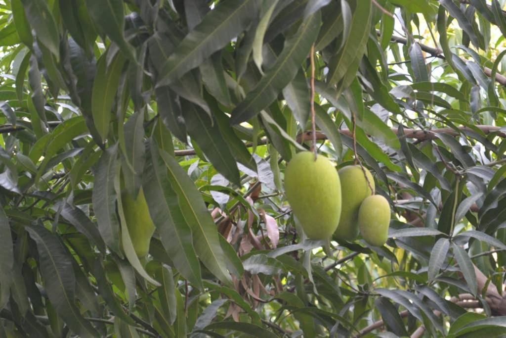 The Mango Kingston